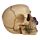 Skull and Bones Totenkopf mit lila Rosen
