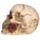 Totenkopf mit Rosen zwischen den Zähnen
