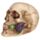 Totenkopf mit Rosen zwischen den Zähnen