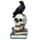 Krähe stehend uaf Totenkopf und Büchern Ornament