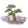 Blumen Fee Sammlerfiguren Display Stand