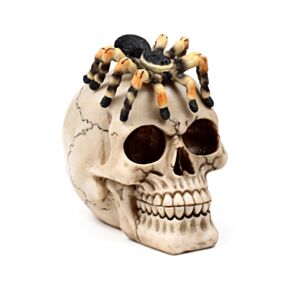 Totenkopf mit Spinne