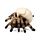 Totenkopf mit Spinnenbeinen